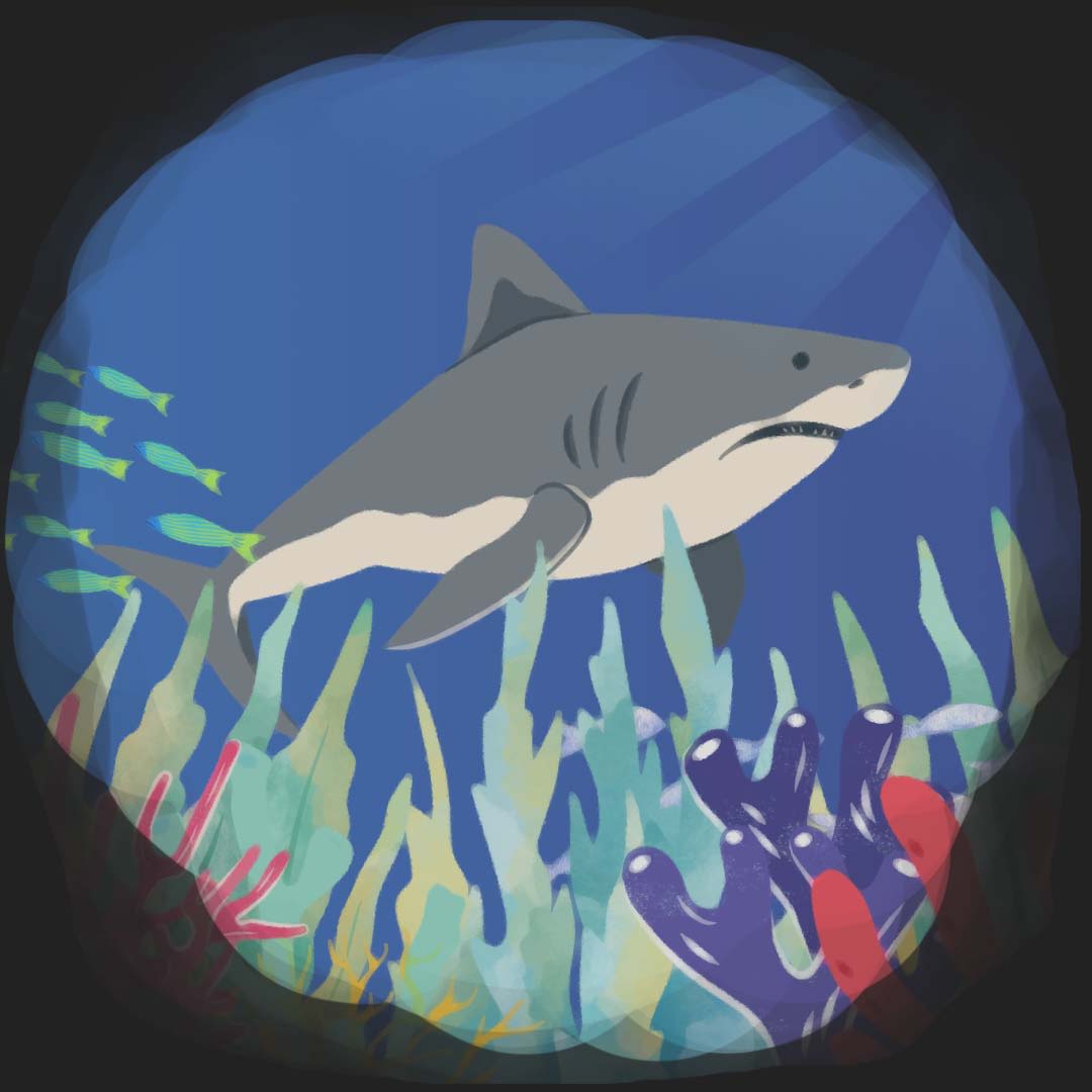 A shark in the ecosystem